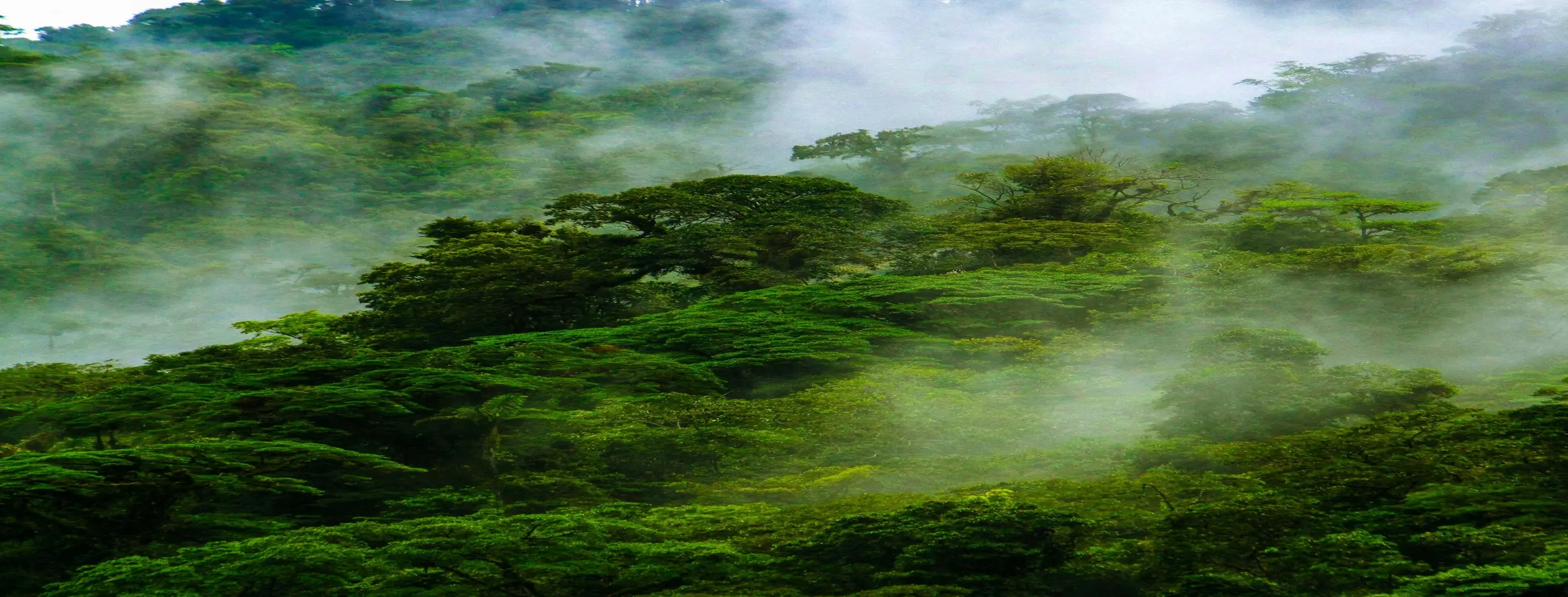 Image for Cloud Forests
